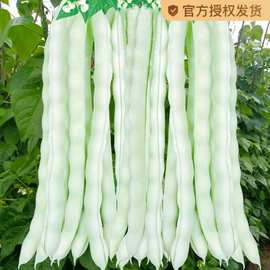 高产九粒白芸豆种种子孑春夏秋冬季菜豆蔬菜种山东老来少豆角种籽