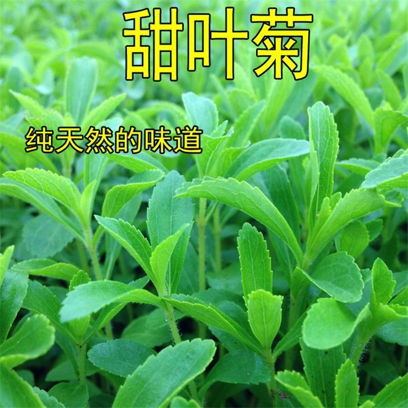 甜叶菊种子甜菊香草 甜菊叶花草茶 阳台花卉四季播种蔬菜种籽