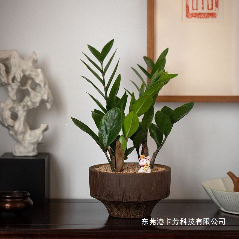 Money Tree Potted Green Plant for Indoor Living Room, Easy to Maintain, Evergreen for All Seasons, Desktop Antique-Style Small Bonsai Money Tree