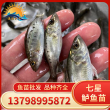 七星鲈鱼 七星鲈鱼品牌 图片 价格 七星鲈鱼批发 阿里巴巴