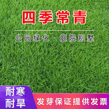 草坪种子护坡草籽美国四季青狗牙根高羊茅种子矮生工程庭院绿化