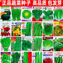 �ļ����׷N�߲˷N���ײ��̨�ˈ@�uë�����˲���С�[�S�Ͼ²˷N��