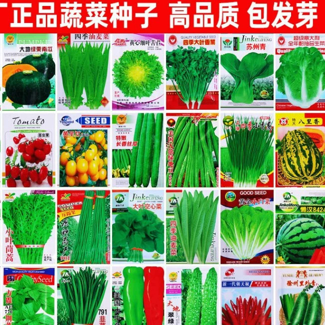 四季播易种蔬菜种子套餐阳台菜园鸡毛菜生菜菠菜小葱黄瓜韭菜种籽