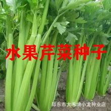 【水果芹菜种子】甜脆肉厚芹菜种子高产四季播种阳台新鲜耐寒