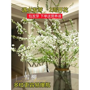 ѩ���r֦��������֦֧ˮ�B�廨ˮ��Gֲ���r�����҃����������û�
