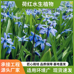 Blue Flower Aquatic Iris Resistant to Deep Water Heavy Metal Adsorption River Purification Garden Engineering Seedling Aquatic Iris Supply