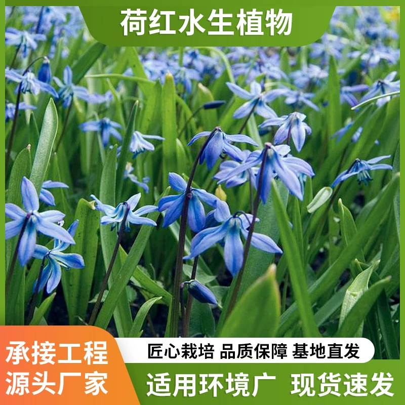 Синий цветок водного ириса, устойчивый к глубоким водам, адсорбции тяжелых металлов, очистка реки, садоводство, поставка рассады водного ириса