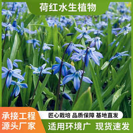 蓝花鸢尾花苗公园河道绿化植物水生多年生耐寒耐耐阴湿地挺水植物