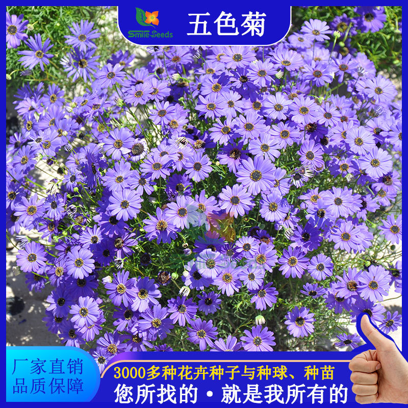 五色菊种子阳台盆栽室外绿化花海花镜观赏花雁河菊批发花籽花种子