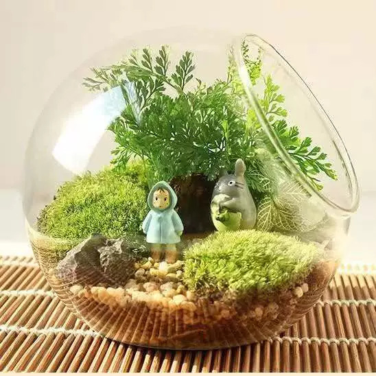 透明斜口玻璃花瓶 圆形微景观生态瓶多肉花瓶水培花器|undefined