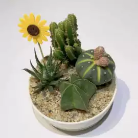 栽培基质;盆栽;营养液