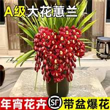 ޥmmֲ҃rܿ͏dGֲͺm