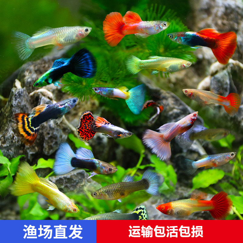 Tropical Fish, Ornamental Fish, Guppy, Anchovy, Brazilian Red Fan, Big-Eared Lace, All-Red Juvenile, Live Fish, Angelfish