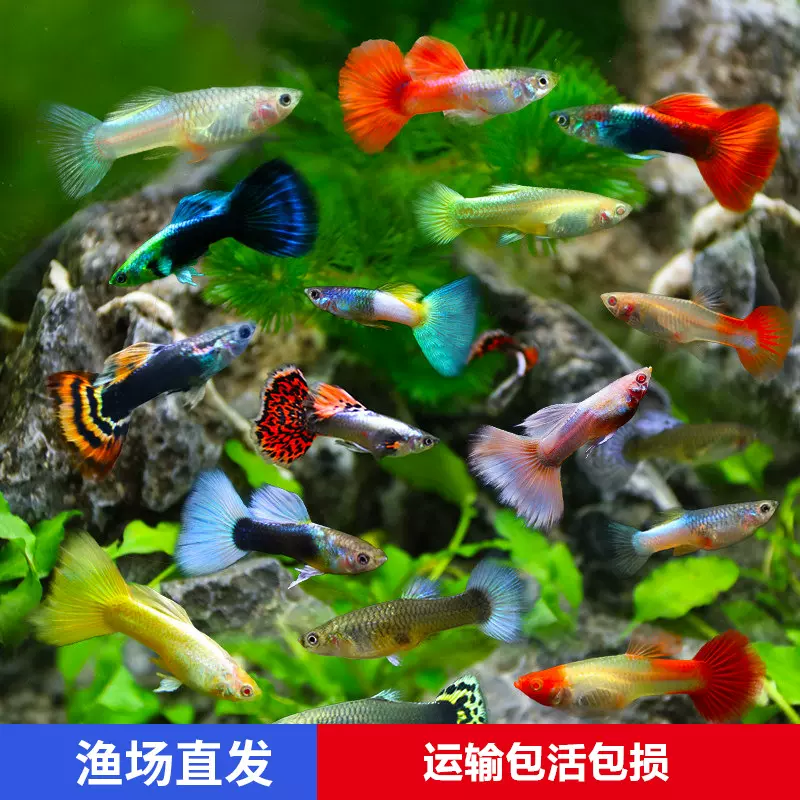 热带鱼小型活体观赏鱼孔雀鱼凤尾鱼巴西红扇大耳蕾丝全红胎生活鱼