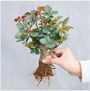 Rose Seedlings, Old Seedlings, Rose Large Seedlings, Old Stump Rose Seedlings, Greening Rose Flowers, Rose Seedlings, Four-Season Potted Plants Wholesale