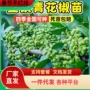 四川正宗无刺花椒树苗