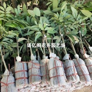 Seedless Lychee Tree, Northern Planting, Southern Osmanthus Potted Plant, Hanging Green Grafted Seedlings, March Red Hejiang Feizixiao Fruit Tree