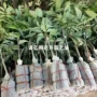 南方北方盆栽无核嫁接苗