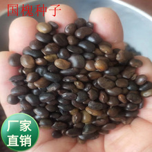 Sl ²ɇN N ľN ѿʺ r