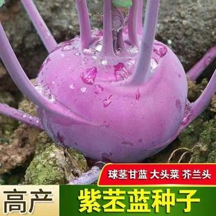 ˮ�������{�N�� ��ɫ���m��ഺ�＾��ا�m�ļ����Բ˷N�N��