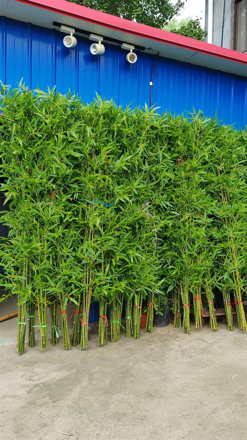 仿真竹子_12