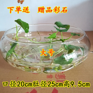 ˮ�໨���~�X�ݲ�ˮ��ֲ���¿�Ӻ�ˮ����ɏ���ԾGֲ�B��ƿ�~��