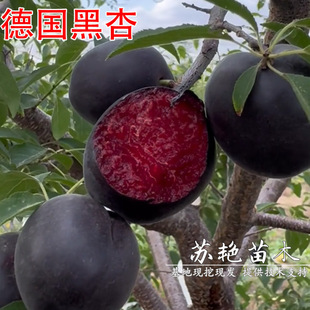 ����������ɫƷ�N��������Ә�t���Ә�����Ʒ�N������
