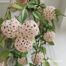 银斑球兰大苗四季各种吊兰花室内阳台爬藤悬挂浓香型垂吊绿植新款