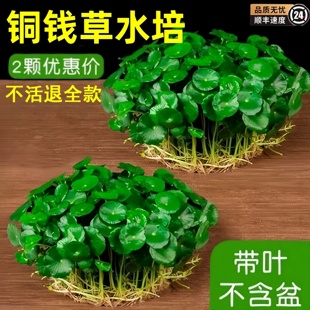 �~�X��ˮ��ֲ���Ϙ������҃���ˮ����~���X�ݸ�ѿ�B���B��Gֲ