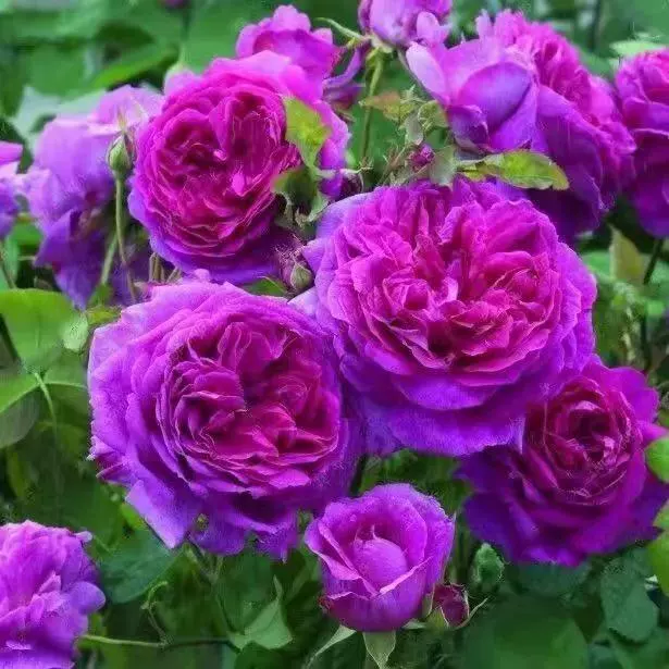 [Семена пиона] Лоян большой цветок двойной пион красный пион цветок семена Four Seasons Garden балкон пион цветочные семена