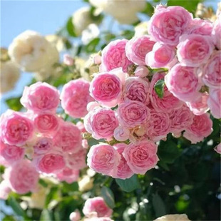 Rose Seeds in Bulk, Vine Roses, Abundant Flower Roses, Large Flower Rose Seeds, Rose Flower Seeds