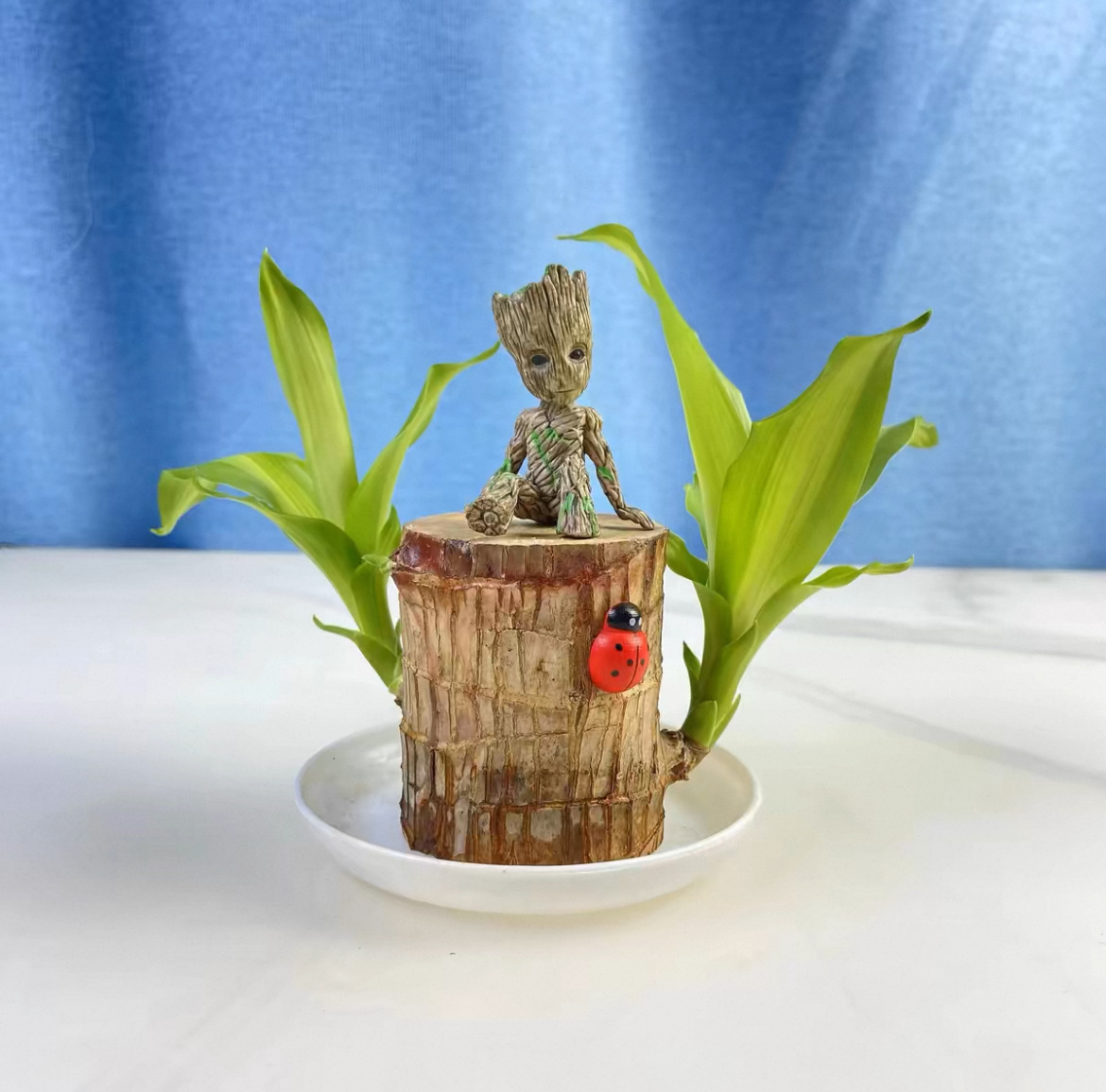 6- 7cm [발아 가능] 브라질 목재 + 플라스틱 화분 + 그루트 / 액체 전달