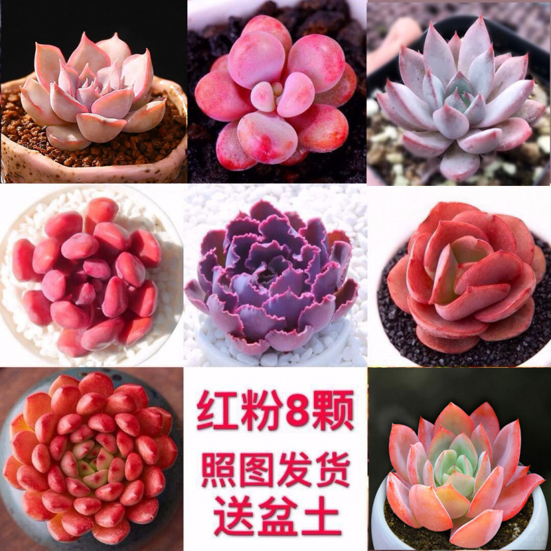 多肉植物卸売鉢植え組み合わせ花屋内ルビーエデナス高級多肉植物ガーデニング|undefined