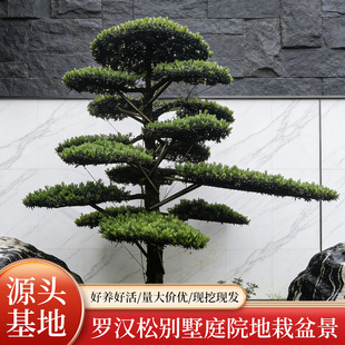 �_�h�Ɇ�ľ�������͘�e��ͥԺ���̾G����ľ��ϵ�l�_ֲ�����͘���