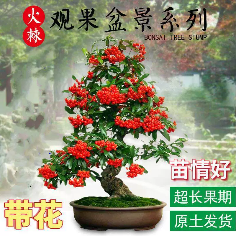 Саженец кустарника в горшке, бонсай, старый зеленый кустарник, зеленое растение для круглогодичного наблюдения за цветением и плодоношением, подходит для балкона, гостиной, двора и дает плоды в том же году.
