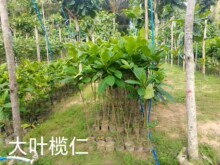 ���~���ʣ�Ҏ��С����Ȼ��50cm-�؏�150cm���΃r��2Ԫ-1200Ԫ��