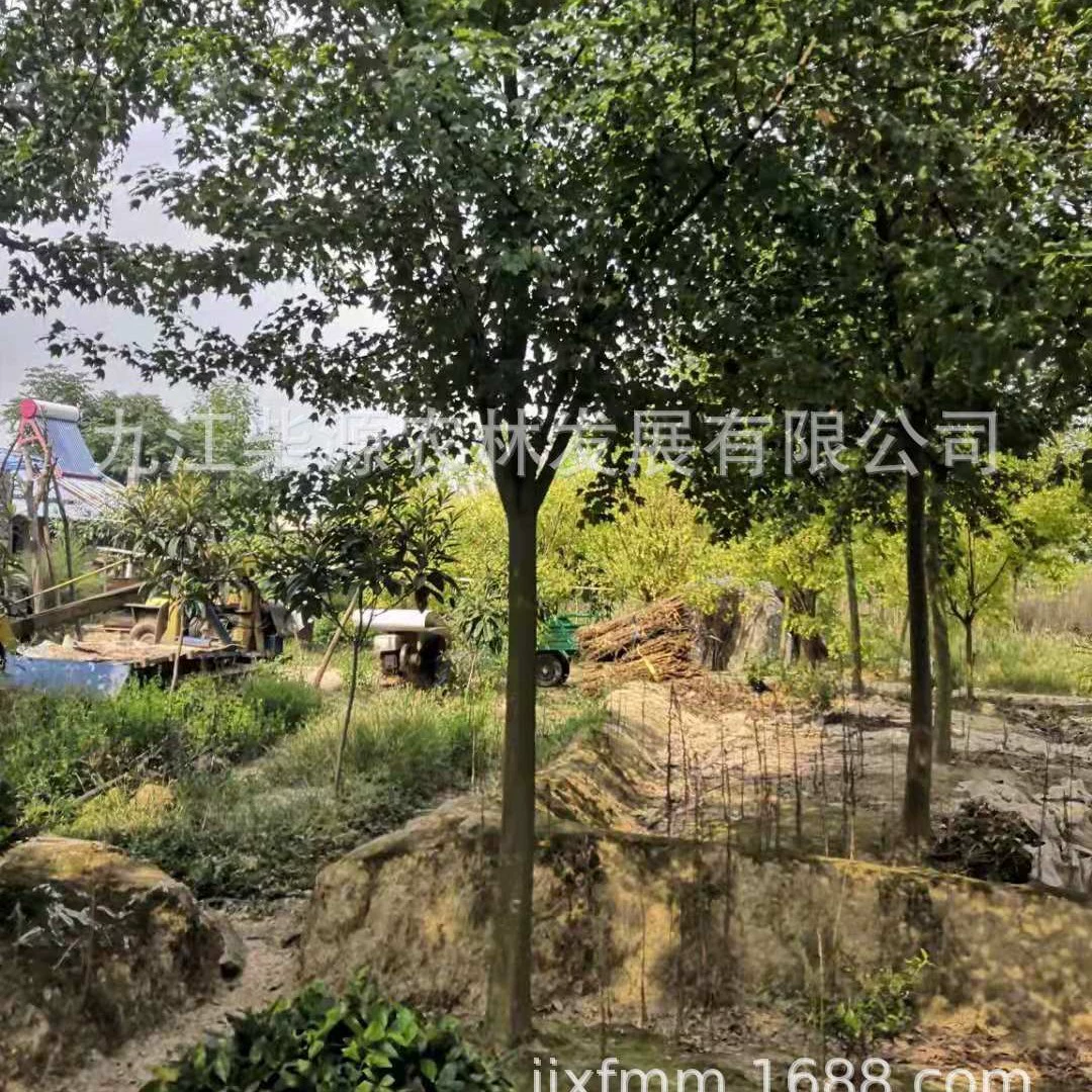 [Самостоятельное производство и продажа] Треугольный клен Саженцы Треугольный клен 2cm Треугольный клен 4cm Треугольный клен 7cm