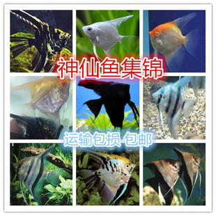 中型魚圖片 海量高清中型魚圖片大全 阿里巴巴