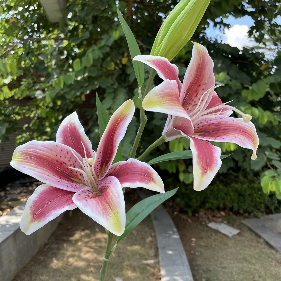 3 cabezas sienten Lily Red