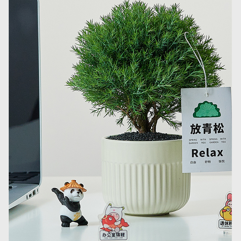 雾凇盆栽客厅办公室桌面绿植小盆景净化空气四季常青易养活放青松-阿里巴巴