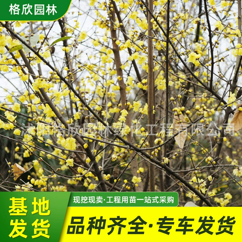 Саженцы химонантуса зимние декоративные цветы растение озеленение саженцы химонантуса высотой 50-100 см слива