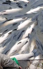 观赏鱼;鱼类;农林牧渔项目