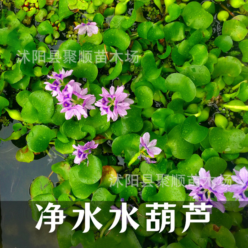 批发水生植物 凤眼莲 水葫芦水体绿化 人工浮岛配材 承包种植养护