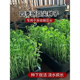 �ļ��㶹�N��ˮ���㶹��N�����̨���ԷNֲ���㶹ѿ�����߲˴�ȫ