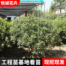 海桐球苗木基地批发景区道路绿化苗木四季常青花坛造景海桐球苗