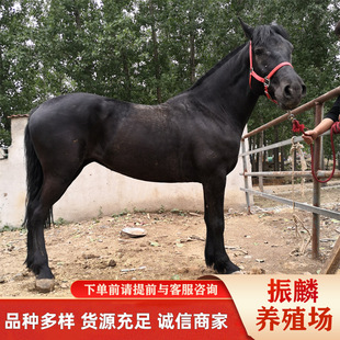 �F�ں�Ѫ�R��Ӣ����Ѫ�R�ăr������ �������R ��Ѫ�R�Rƥ�Bֳ���g