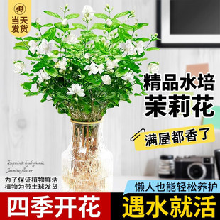 Jasmine Potted Hydroponic Plants and Flowers Office Desktop Green Plants Indoor Potted Plants Easy to Feed Jiumu Fragrant Flowers