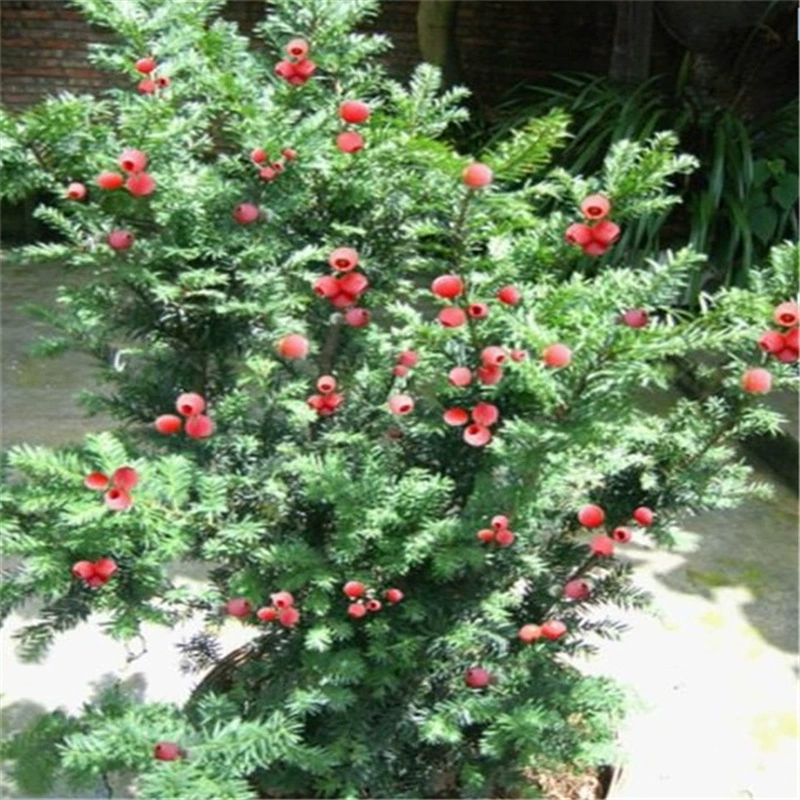 База Прямая продажа саженцев Taxus chinensis гермафродита мужского и женского одинакового растения вилла двор зеленое растение Горшечное зеленое растение
