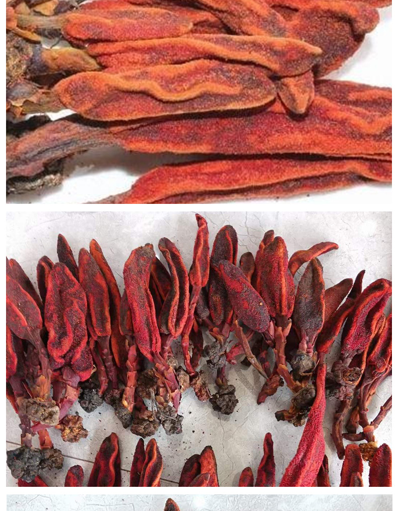 Hui Chun Cao Dried Herb 500g Wild-Crafted Yunnan Herb for Wine Infusion and Decoction quality and texture