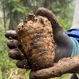 桃胶;其他滋补;石斛/枫斗